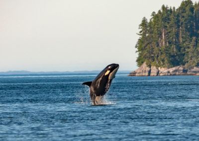 orca jumping