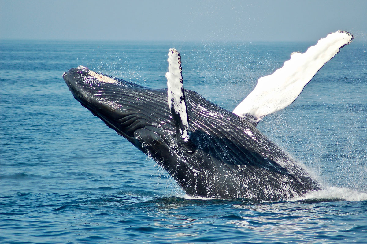 humpback whale jumping