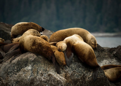 sea lions sleeping