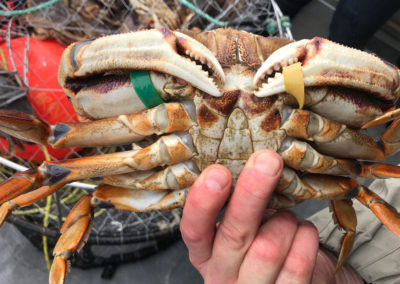 holding up a crab