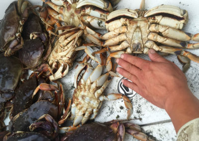 a pile of large, freshly caught crabs