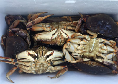 a cooler full of crabs
